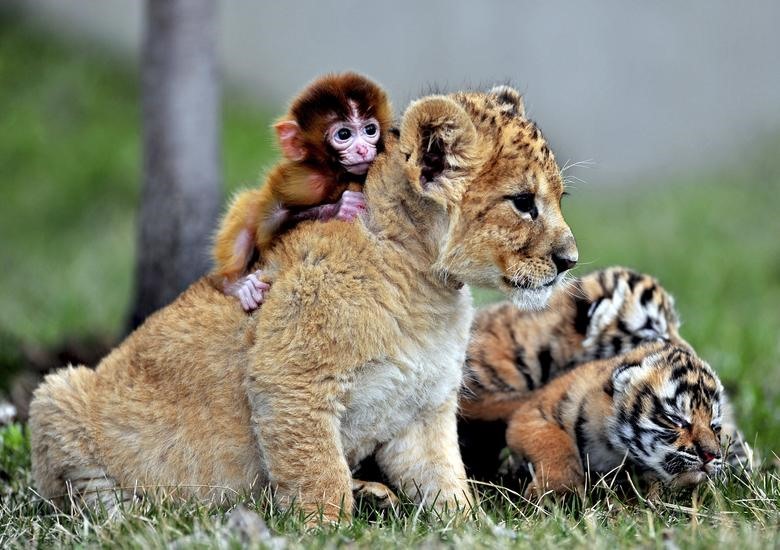 Bộ 3 khỉ - hổ - sư tử cực thân thiết tại Công viên hổ Guaipo Manchurian ở Thẩm Dương, tỉnh Liêu Ninh.