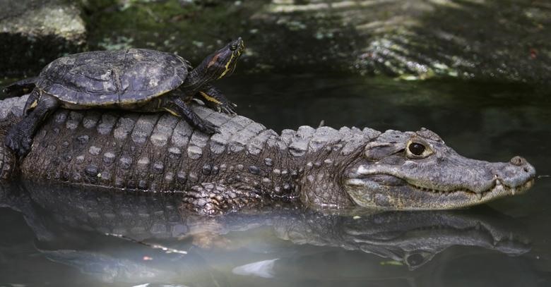 Chú rùa sống tại Panama này đã rất dũng cảm khi dám làm bạn với “chúa tể đầm lầy“.