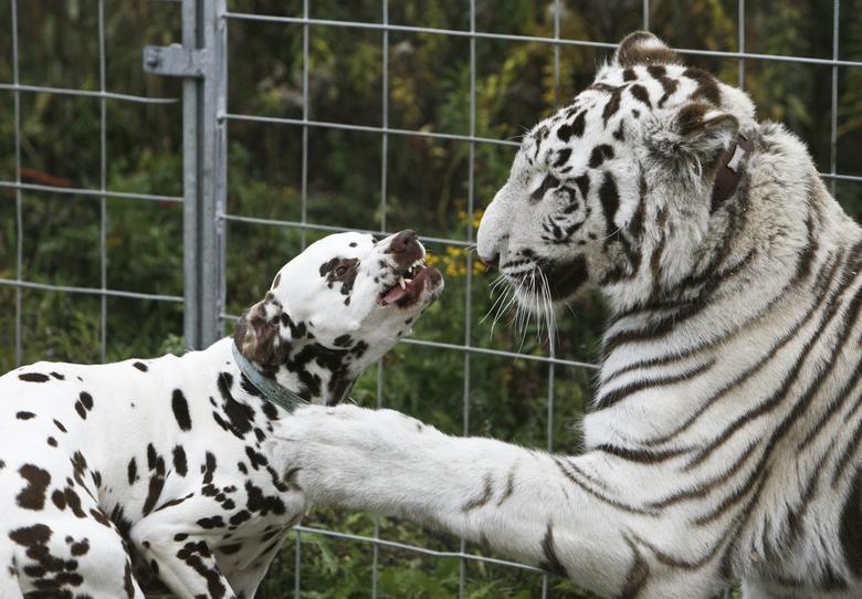 Chú chó đốm này gan dạ kết bạn với hổ trắng Bombay.