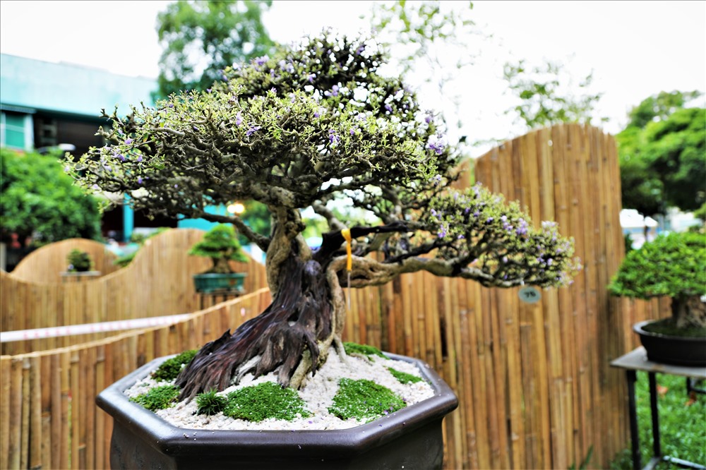 Những cây bonsai có tuổi đời hàng chục năm được các nghệ nhân chăm sóc có giá hàng hàng trăm triệu đồng nay được trưng bày để người dân tham quan, chụp ảnh. Ảnh: Trường Sơn