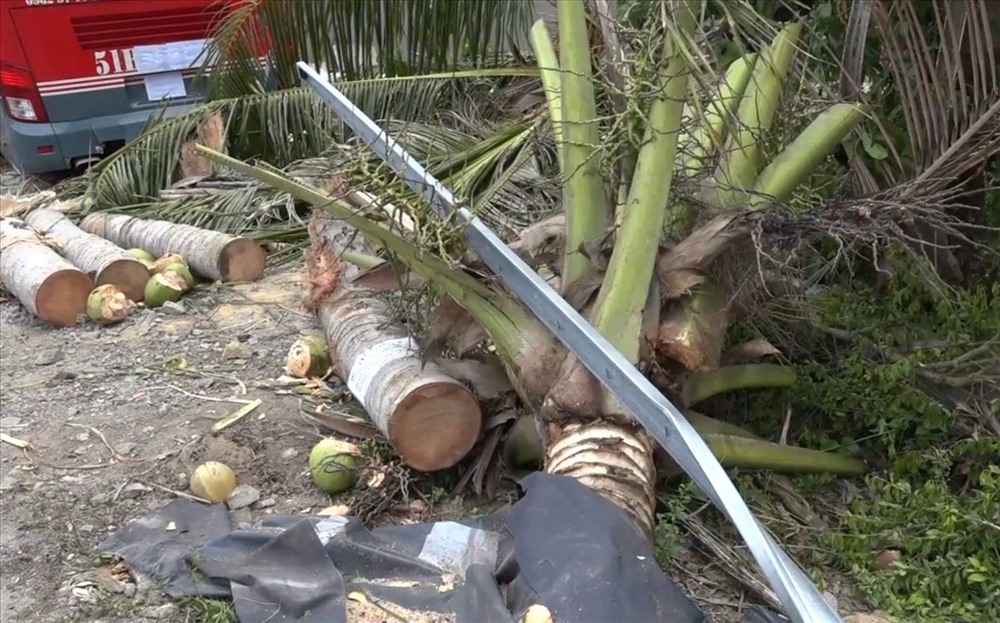 Cây dừa bị xe khách tông gãy