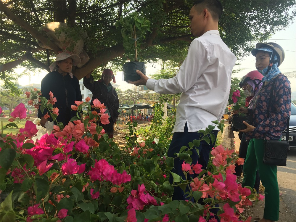 Một điểm bán giống hoa giấy trên Quốc lộ 9 - đầu cầu Xuyên Á trên EWEC. Ảnh: LAM CHI