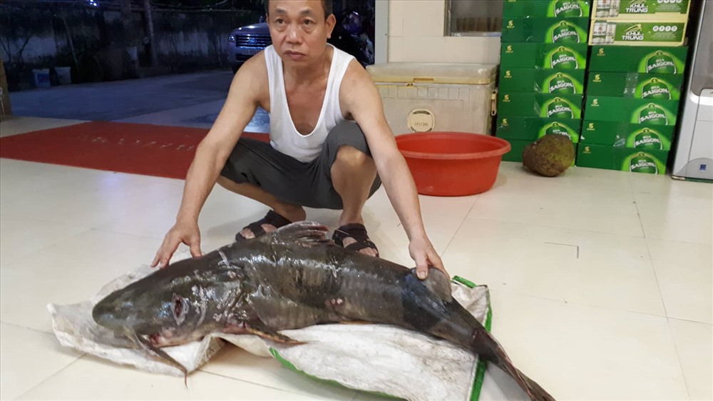 Một chủ nhà hàng ở huyện Con Cuông đã mua con cá này