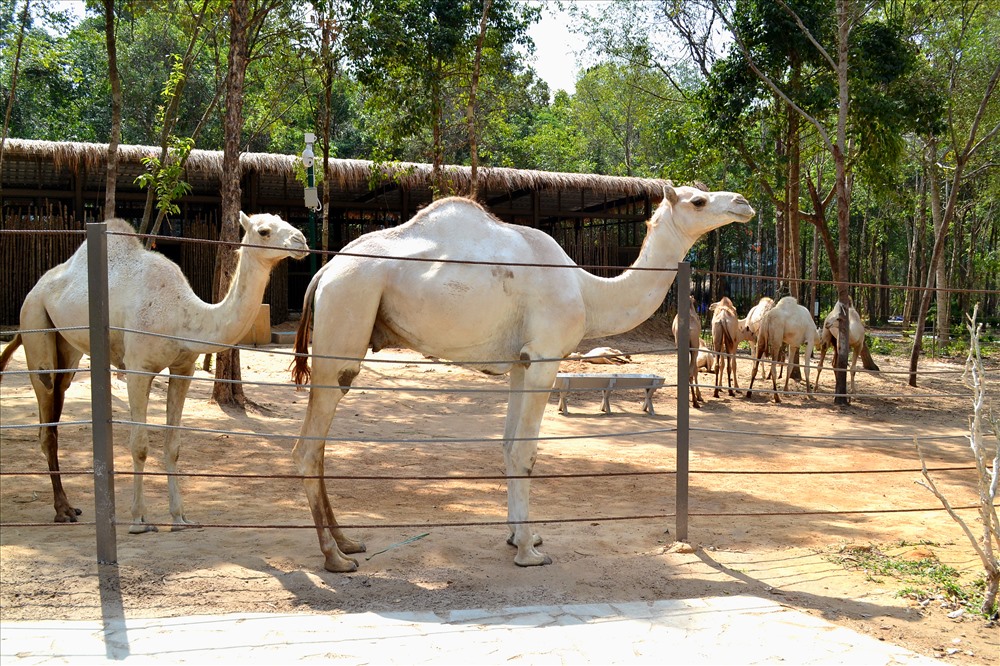 Lạc đà trắng tại công viên Safari Phú Quốc. Ảnh: Lục Tùng