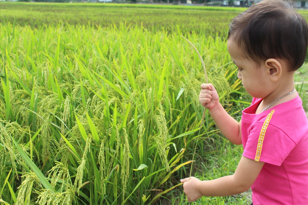 Không những người lớn mà trẻ nhỏ cũng rất thích thú khi đến xem cánh đồng láu đa sắc