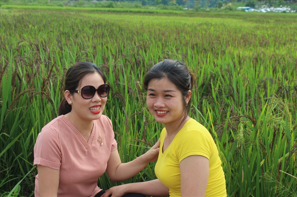Những thôn nữ phố núi cũng thả mình trước vẻ đẹp của cánh đồng