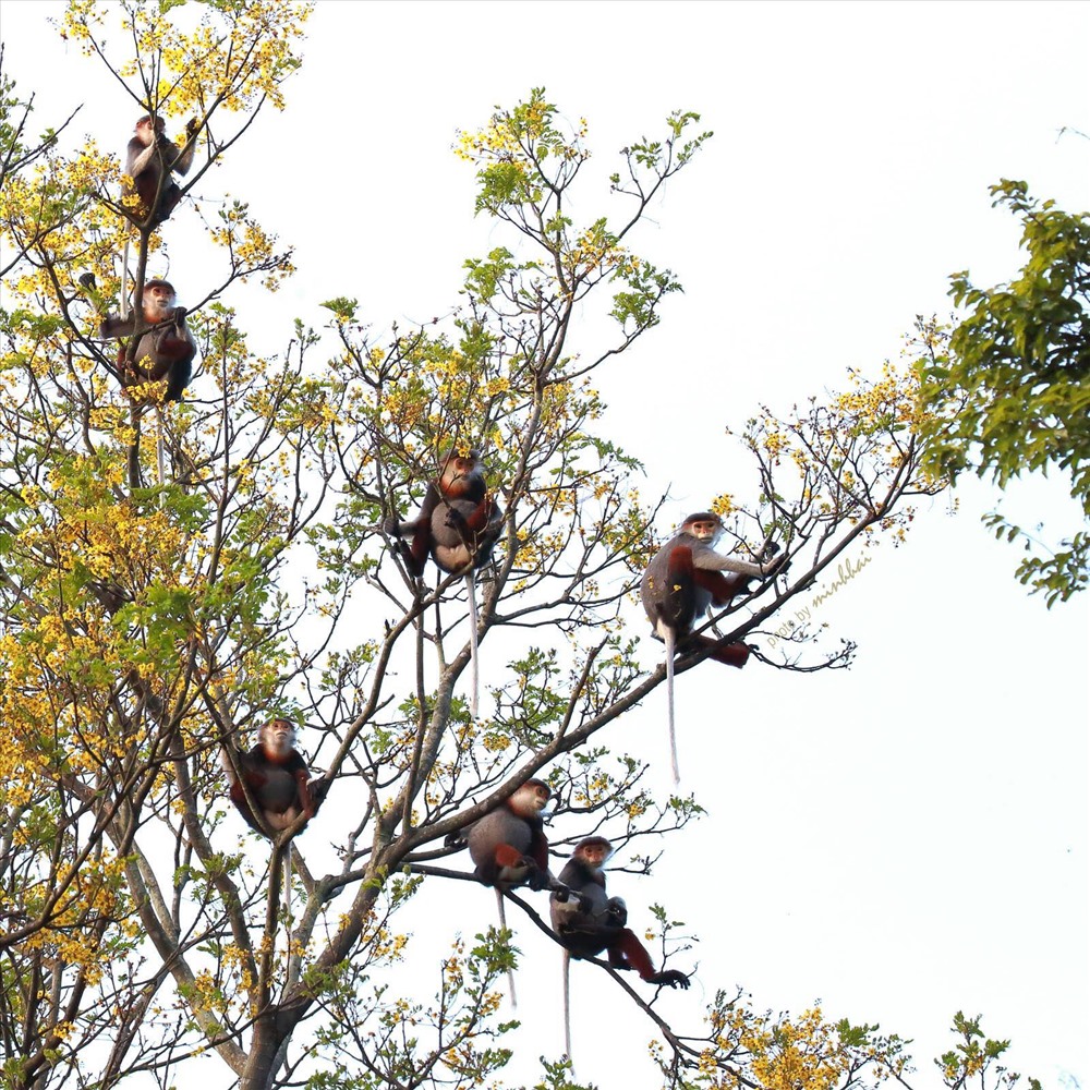 Nơi đây cũng là nơi trú ngụ của loài vọoc chà vá chân nâu, được mệnh danh là Nữ hoàng linh trưởng.