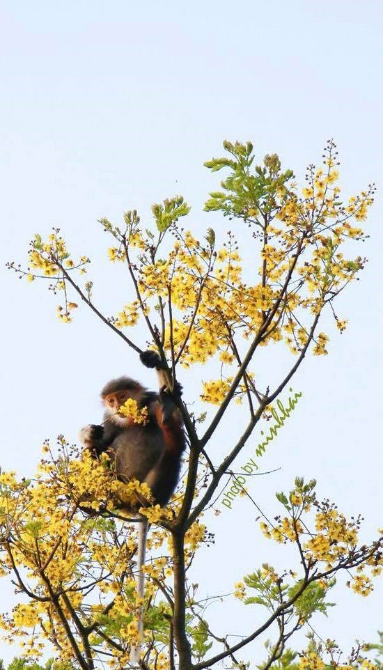 Đây cũng là món ăn ưa thích của Nữ hoàng linh trưởng.