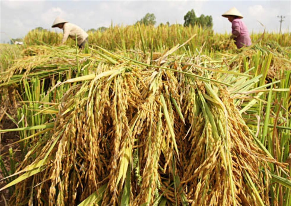 Giá lúa đang bắt đầu khởi sắc do các DN tăng cường thu mua phục vụ xuất khẩu. (Ảnh minh họa)