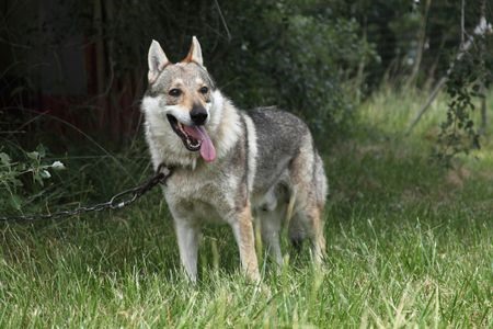 Wolfdog là sự lai tạo của chó nhà thuần chủng và chó sói hoang dã. Những con thú này có bản năng bảo vệ và có thể rất hoang dã với những hành vi không thể lường trước.