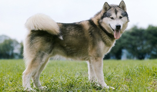 Alaskan Malamute là giống chó thông minh và luôn có khuynh hướng sẵn sàng bảo vệ bầy đàn của mình hoặc bảo vệ chủ nhân khi có kẻ muốn tấn công hay xâm phạm. Tuy nhiên, giống chó này đòi hỏi được tập luyện thường xuyên nếu không chúng sẽ nổi loạn và phá hoại.