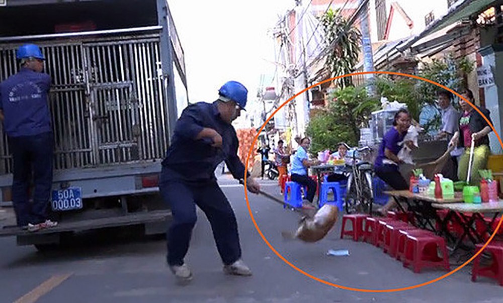 Lực lượng chức năng bắt giữ, thu gom chó thả rông (ảnh: Internet).