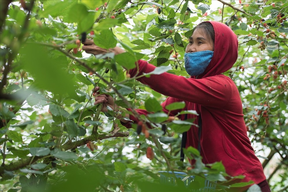Đầu tháng 4, Những vườn dâu ở xã Hiệp Thuận (Phúc Thọ, Hà Nội) lại được điểm xuyết bằng những trái dâu chín đỏ. Mùa thu hoạch bắt đầu từ 20.2 (âm lịch) và kéo dài khoảng một tháng.