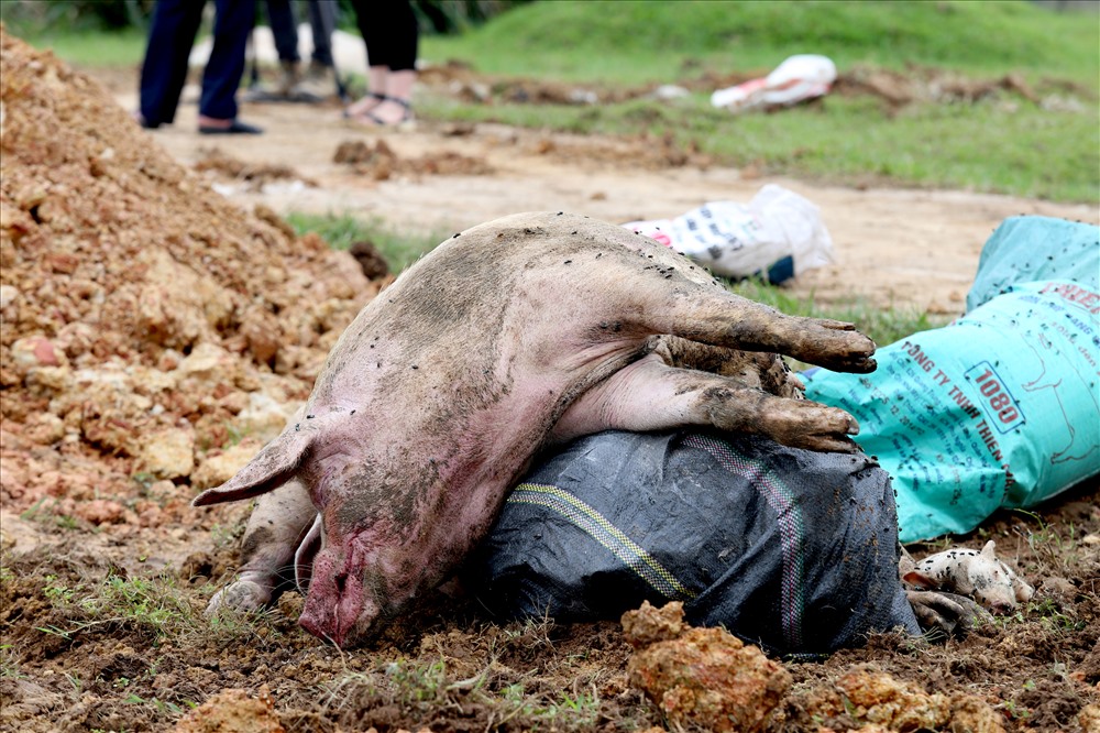 Hàng loạt lợn chết do dịch tả lợn Châu Phi khiến lực lượng thú y gần như “làm việc không xuể“. Ảnh: Minh Phúc
