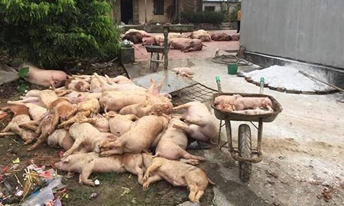 Lợn dịch chất đầy khu vực chuồng trại do thiếu nhân lực tiêu hủy. Ảnh: Minh Phúc