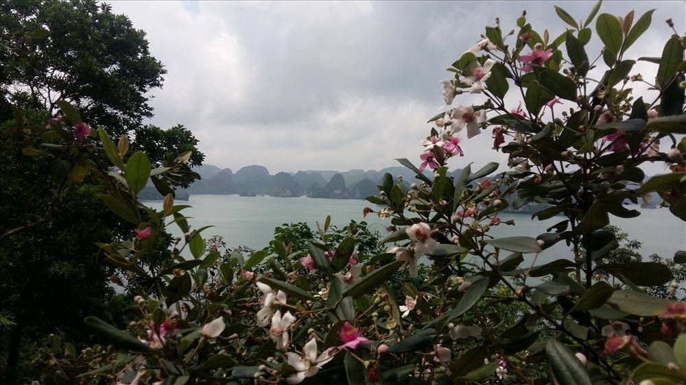 Vịnh Hạ Long càng thêm thơ mộng, dưới góc nhìn từ rừng hoa sim tím. Ảnh: Nguyễn Hùng 