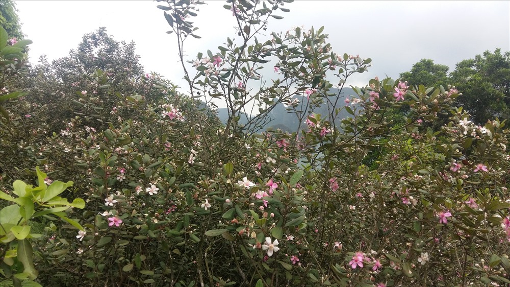 Ngay cả trên đất liền cũng có tìm thấy cánh rừng hoa sim rộng lớn như ở giữa vịnh Hạ Long. Ảnh: Nguyễn Hùng