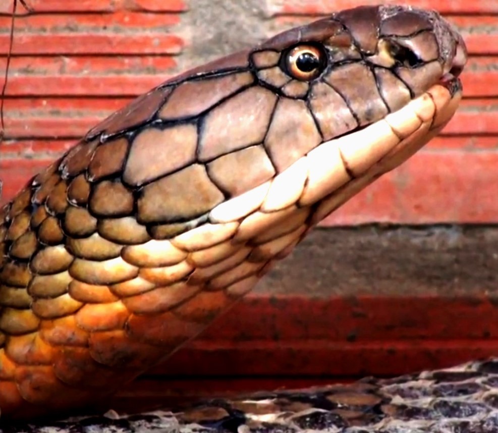Đầu của rắn hổ chúa đang nuôi nhốt tại Khu du lịch đồi Tức Dụp. Ảnh: PV