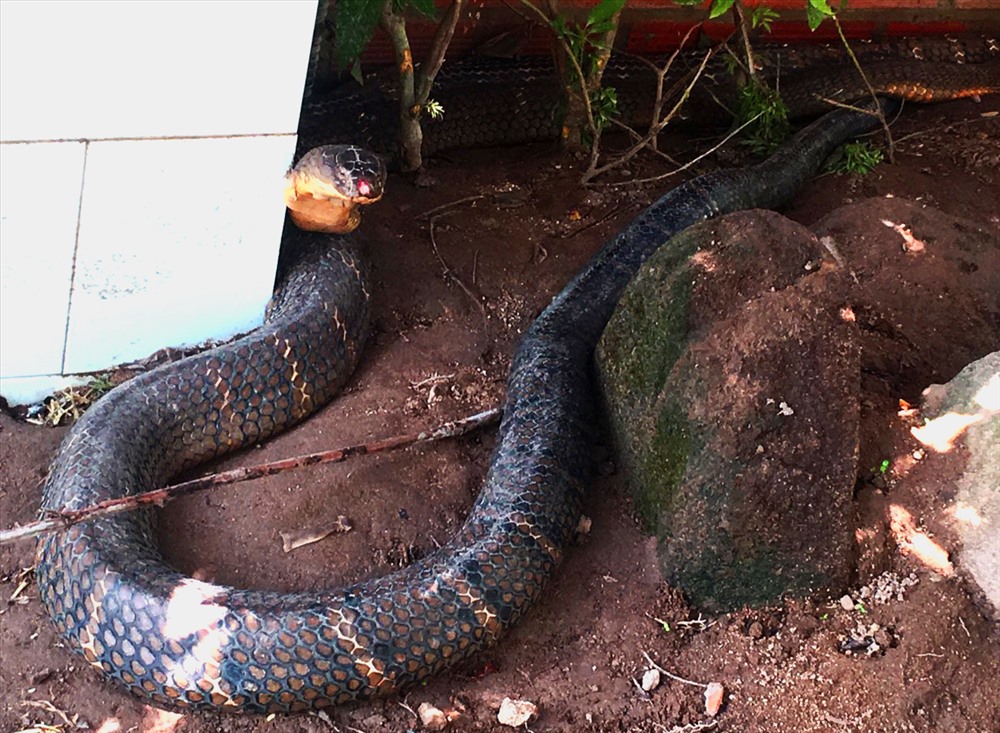 Theo quan sát của nhiều người, cặp rắn không “khổng lồ” như tin đồn mà chỉ khoảng 20kg. Ảnh: PV