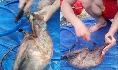 Hình ảnh ghi lại quá trình cạo lông giết thịt con chồn này.