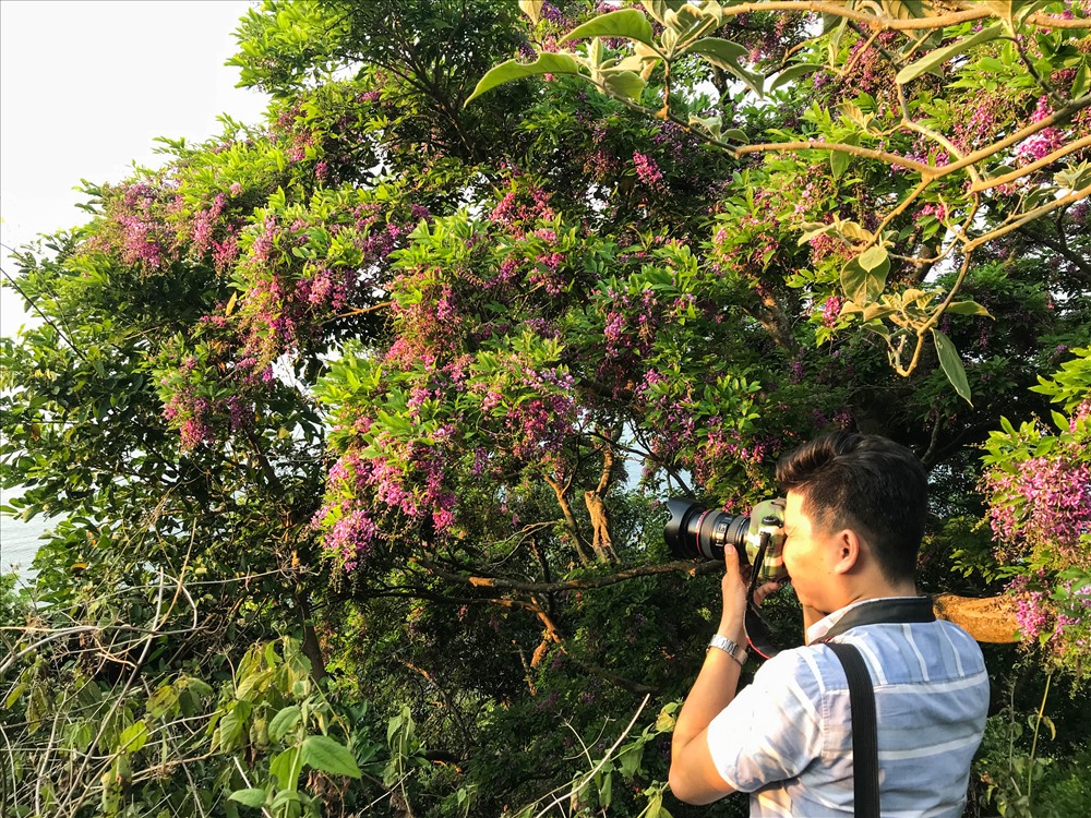 Cũng giống như hoa Lim xẹt, hoa Thàn mát cũng được khá nhiều du khách thích chiêm ngưỡng.