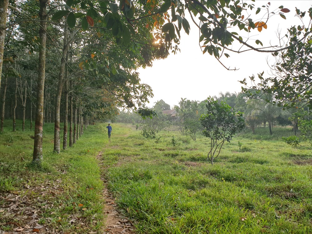 Một phần đất trồng cây caosu và cây ăn quả ở trang trại của ông Nguyễn Hồng Thái nằm trong diện tích thu hồi, được đền bù. Ảnh: Hưng Thơ.