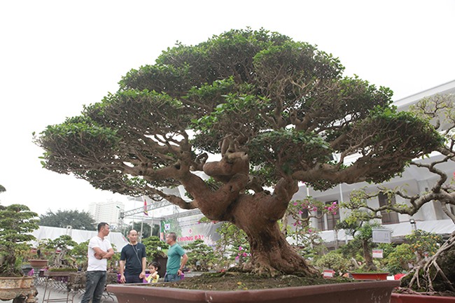 Anh Phan Văn Toàn (TP Việt Trì, Phú Thọ), chủ nhân của tác phẩm cho biết, cây sam hương này có nguồn gốc từ Đài Loan. Cây cao khoảng 1m, tán rộng 1,4m.  