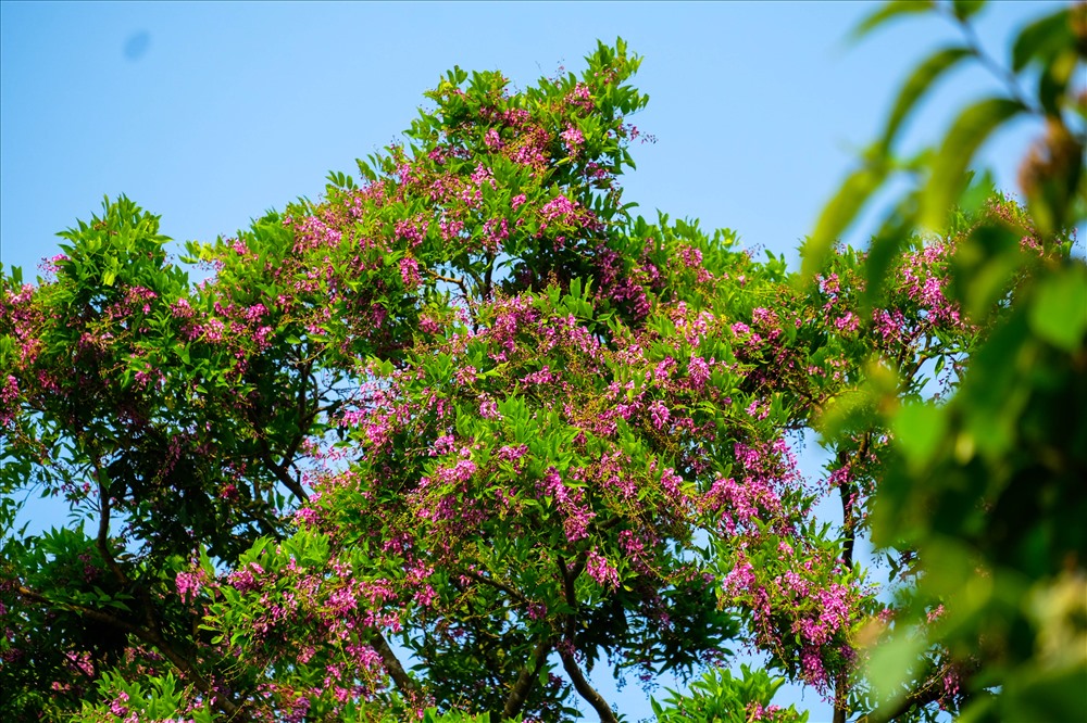 Màu tím đặc trưng của hoa Thàn mát.