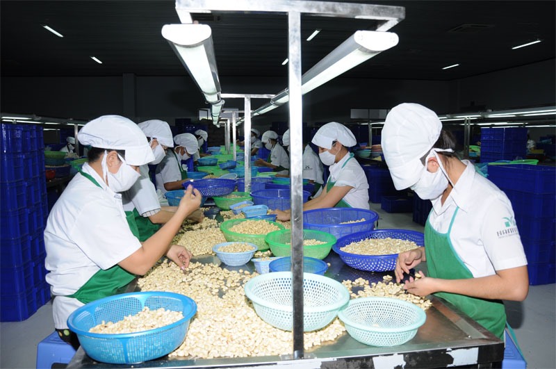 Chế biến hạt điều xuất khẩu ở tỉnh Bình Phước. Ảnh: C.H