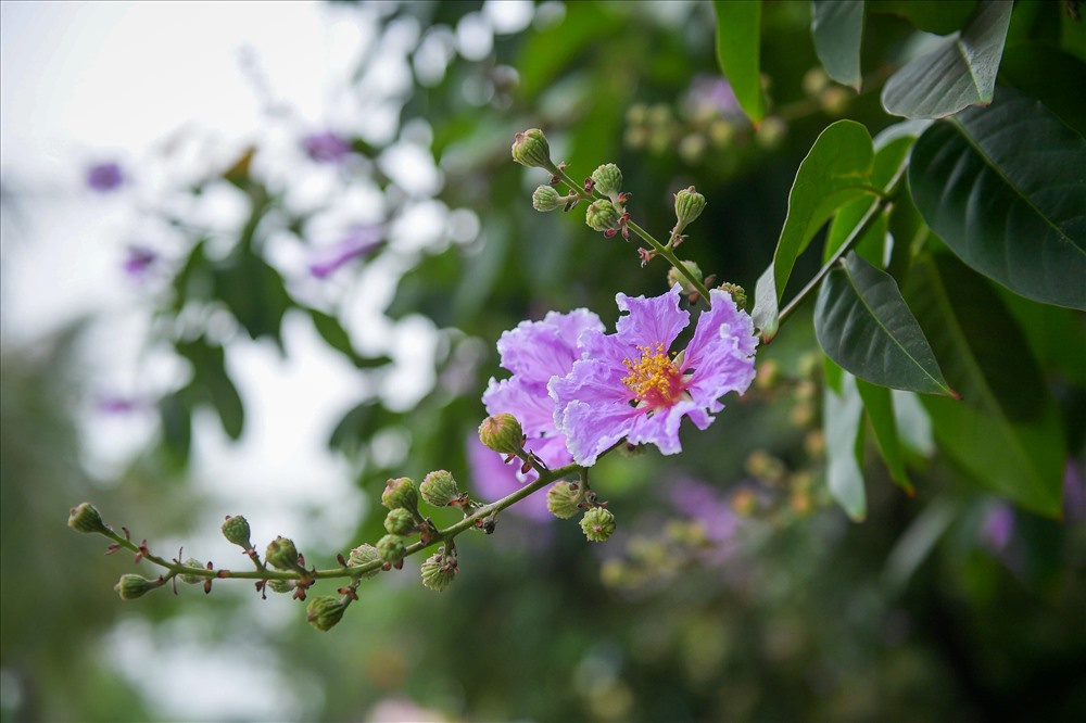 Ngắm rừng hoa bằng lăng tím trên núi Tàu Bình Thuận