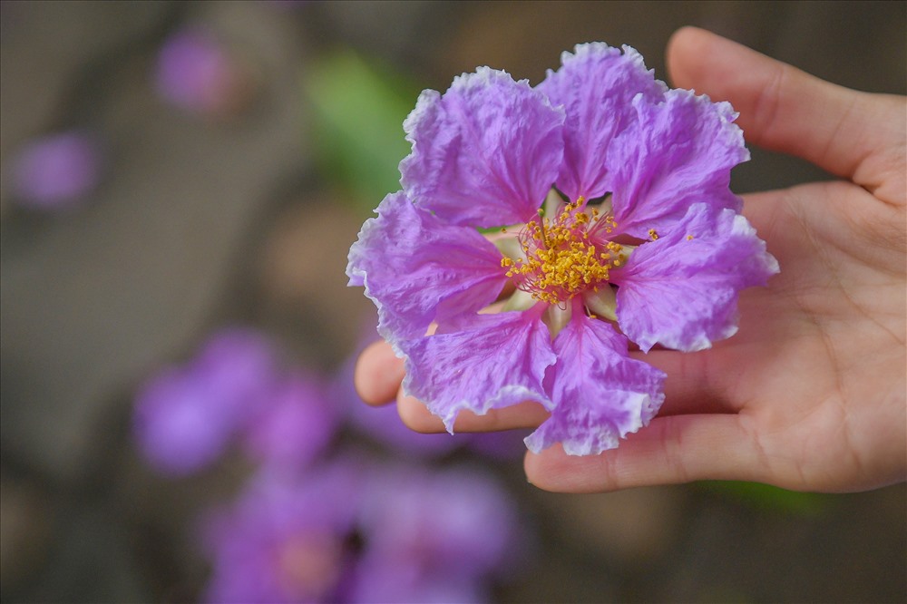 Hoa bằng lăng: Hoa bằng lăng là một trong những loài hoa đẹp nhất trong tết Nguyên Đán tại Việt Nam. Loài hoa này mang ý nghĩa may mắn, tài lộc và tình yêu đậm chất dân tộc. Hãy cùng chiêm ngưỡng vẻ đẹp của hoa bằng lăng và cảm nhận tình cảm Việt.