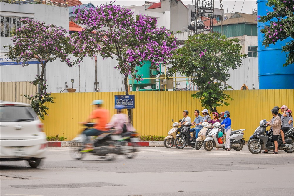Một số tuyến phố như Kim Mã, Đào Tấn,... là những nơi trồng nhiều cây bằng lăng. Đang mùa hoa nở, cả đoạn phố rực rỡ màu hoa tím ngắt.
