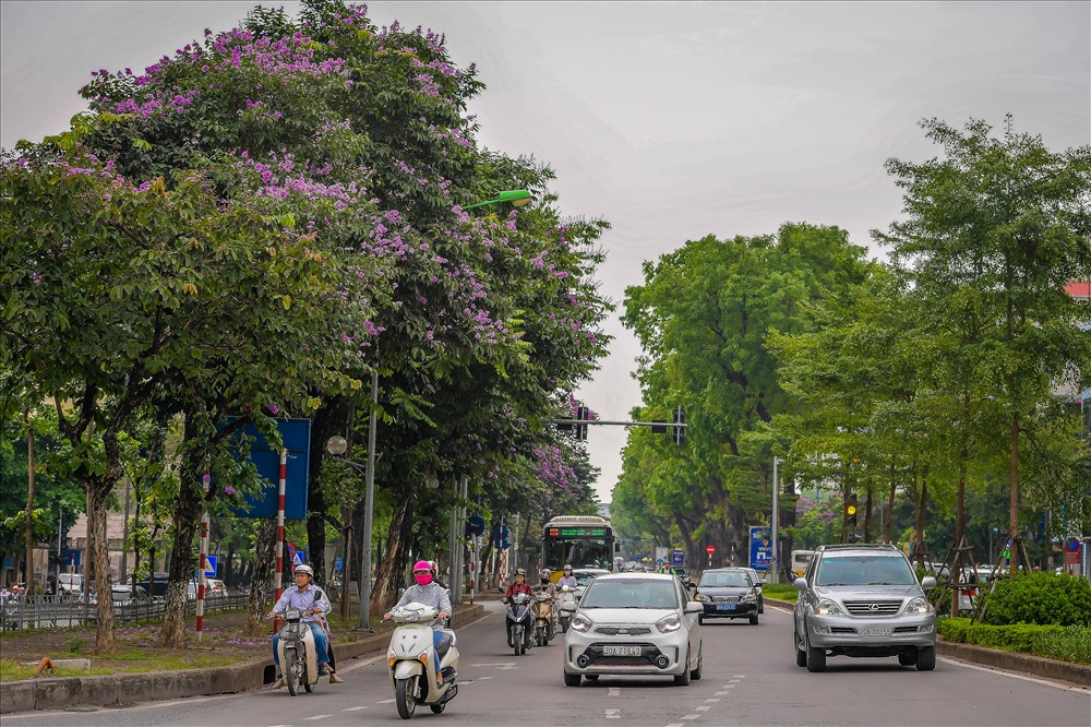 Hoa bằng lăng đã được trồng trên nhiều trên những con phố của Thủ Đô. Có nhiều con đường dù đã có tên nhưng vẫn được không ít người gọi là đường bằng lăng.
