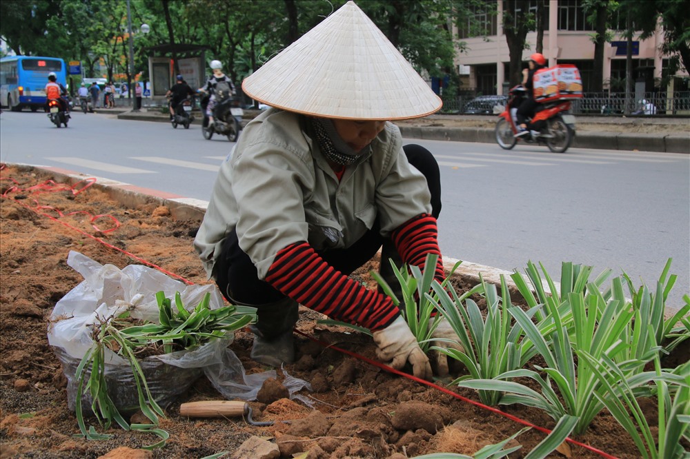 Dự kiến việc trồng hoa và cây cảnh tại dải phân cách giữa và 1 bên vỉa hè của đường Kim Mã (dài khoảng 1,3km) sẽ được hoàn thành vào cuối tuần sau.