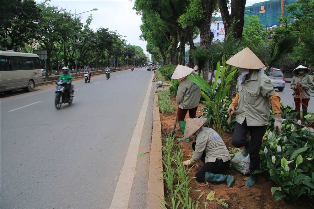 Việc trồng cây cảnh xen kẽ bên dưới hàng xà cừ giúp thay đổi diện mạo con phố mà vẫn đảm bảo tầm nhìn cho người tham gia giao thông.