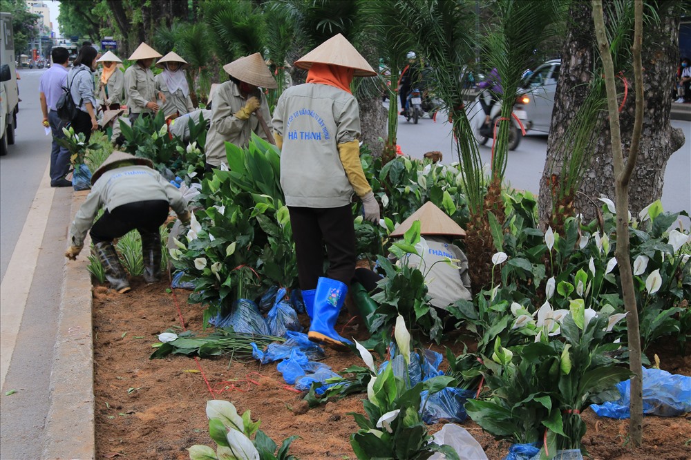 Công ty CP tư vấn đầu tư xây dựng Hà Thành là đơn vị trực tiếp trồng cây tại đường Kim Mã. Đại diện đơn vị này- Ông Lưu Xuân Linh (Phó phòng kế hoạch kĩ thuật) cho biết: “ Hiện đơn vị có 30 người tham gia công tác trồng cây, được chia làm 2 ca là ca ngày và ca tối. Buổi tối sẽ làm đất và vận chuyển cây, còn ban ngày sẽ tập trung trồng cây”.