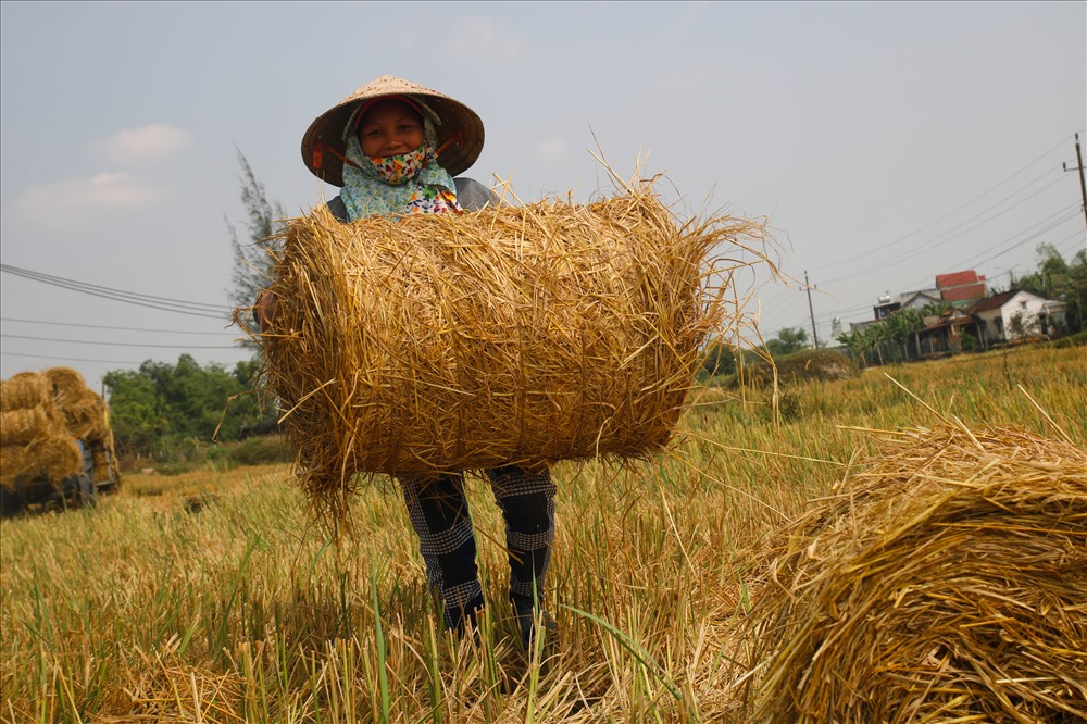 Theo nhiều người dân cho biết, cách làm này đã được các tỉnh miền Nam đã sử dụng từ nhiều năm trước nhưng ở Quảng Nam thì chưa ai áp dụng. 