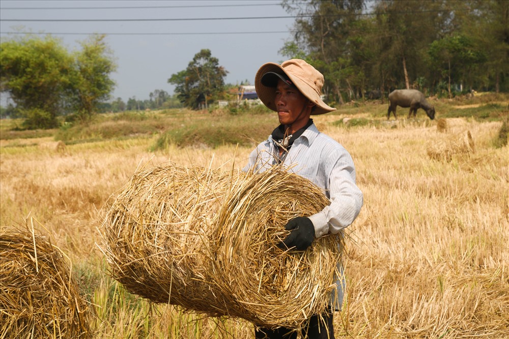 Vụ mùa Đông - Xuân vừa thu hoạch xong, trên cánh đồng lúa huyện Thăng Bình, nhiều người dân ở Quảng Nam liền bước vào thu mua rơm để làm nấm rơm...