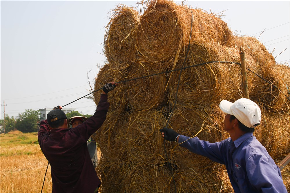 Hiện nay, việc tìm nhân công thu rom, vận chuyển và chất rơm thành từng ụ để dự trữ làm nấm quanh năm rất hiếm. Với cách làm này vừa nhanh,vừa dễ dàng và tiết kiệm thời gian, công sức, chi phí.