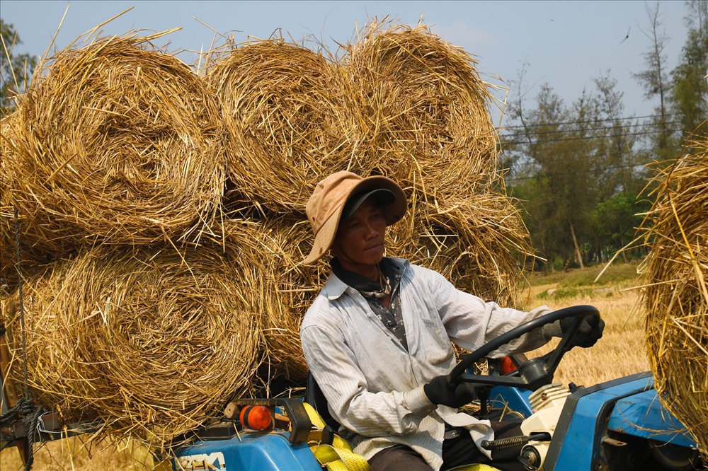 Với cách làm này đã tránh rơi rớt khi vận chuyển và tiết kiệm được diện tích phơi ủ để dùng cho một năm.