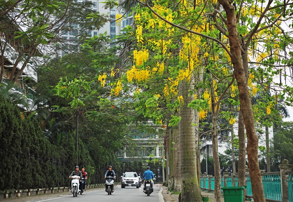 Muồng hoàng yến thuộc cây thân gỗ hoa đẹp có mùi thơm nên được lựa chọn trồng làm cây bóng mát, cũng như làm đẹp cảnh quan tại các đường phố, khu đô thị.  