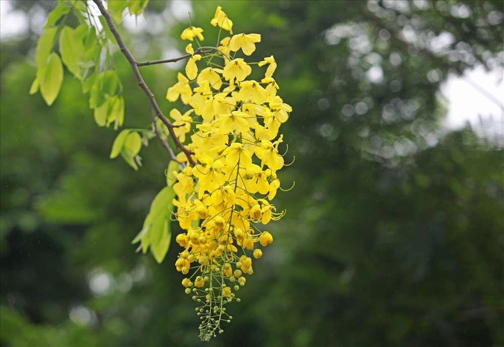 Hình ảnh hoa cúc vàng mùa thu