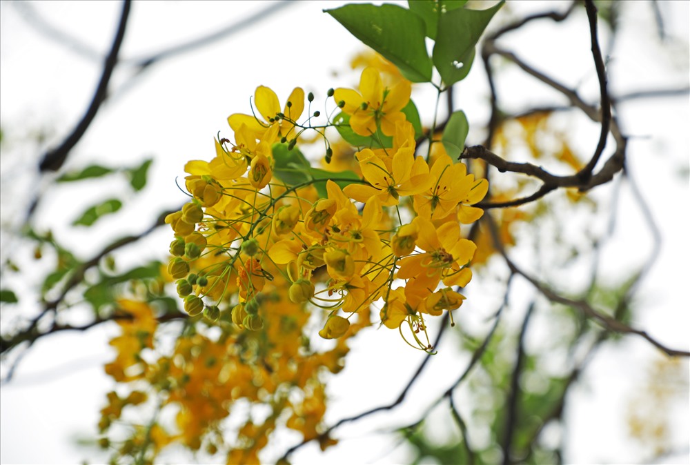 Cánh hoa mỏng, hình bầu dục, mặt ngoài mịn, mượt với màu vàng khá rực rỡ. 