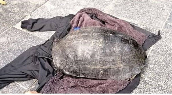 Rùa Hồ Gươm bị câu trộm