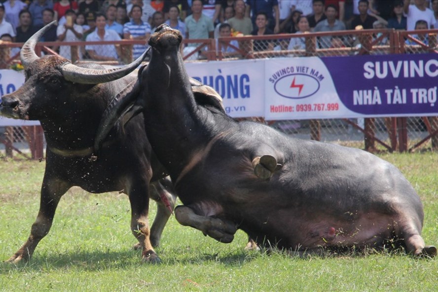 Lễ hội chọi trâu Đồ Sơn 2019