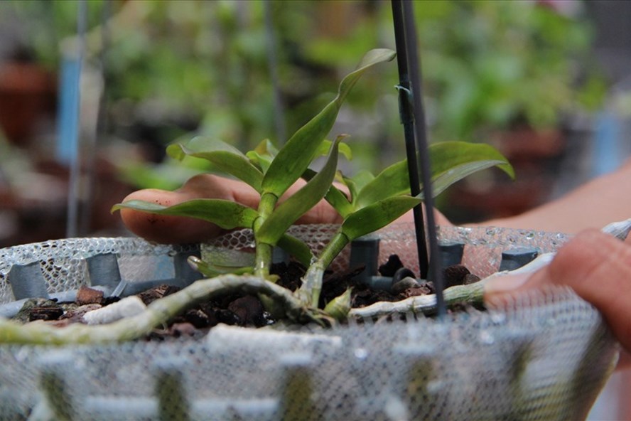 Nở rộ các vụ giao dịch lan đột biến tiền tỉ