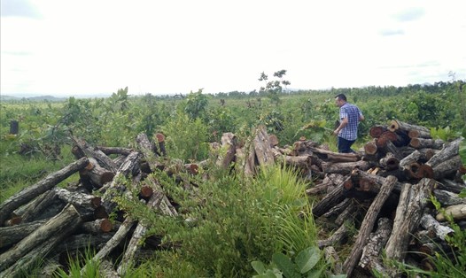 Một vụ phá rừng lấn chiếm đất sản xuất xảy ra trên địa bàn huyện Ea Súp trước đó. Ảnh: P.V