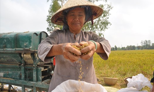 Lúa gạo - một nguồn tài nguyên thế mạnh của vùng ĐBSCL.