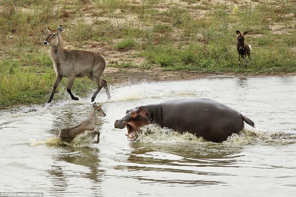 The antelope is hunted by wild dogs, crocodiles and hippos