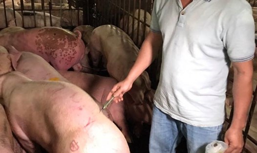 Giá lợn hơi tại một số tỉnh miền Đông Nam Bộ giảm mạnh sau sự cố hàng nghìn con lợn bị tiêm thuốc an thần trước khi giết mổ. Ảnh: PV